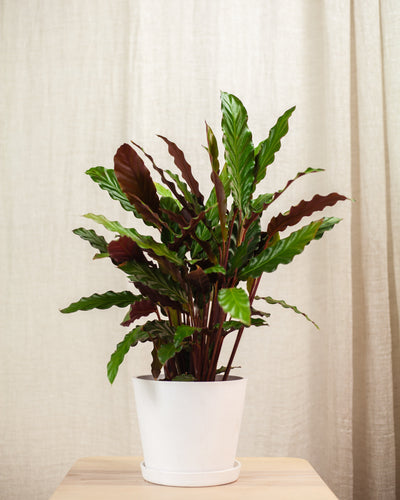 Calathea rufibarba — pielęgnacja i najczęstsze problemy
