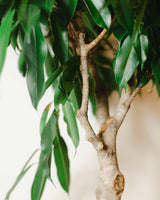 Ambroży z Malezji XXL