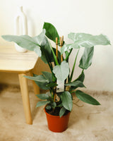 Karol z Karaibów