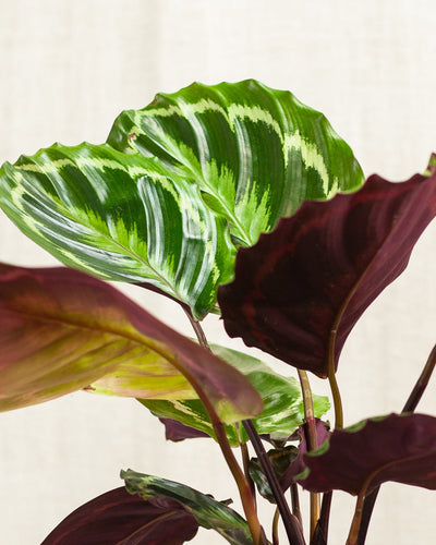 Calathea medallion — pielęgnacja i wieczorny ruch liści