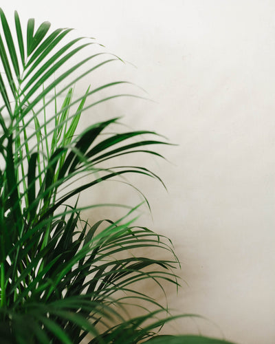 Dypsis lutescens | Areca — pielęgnacja