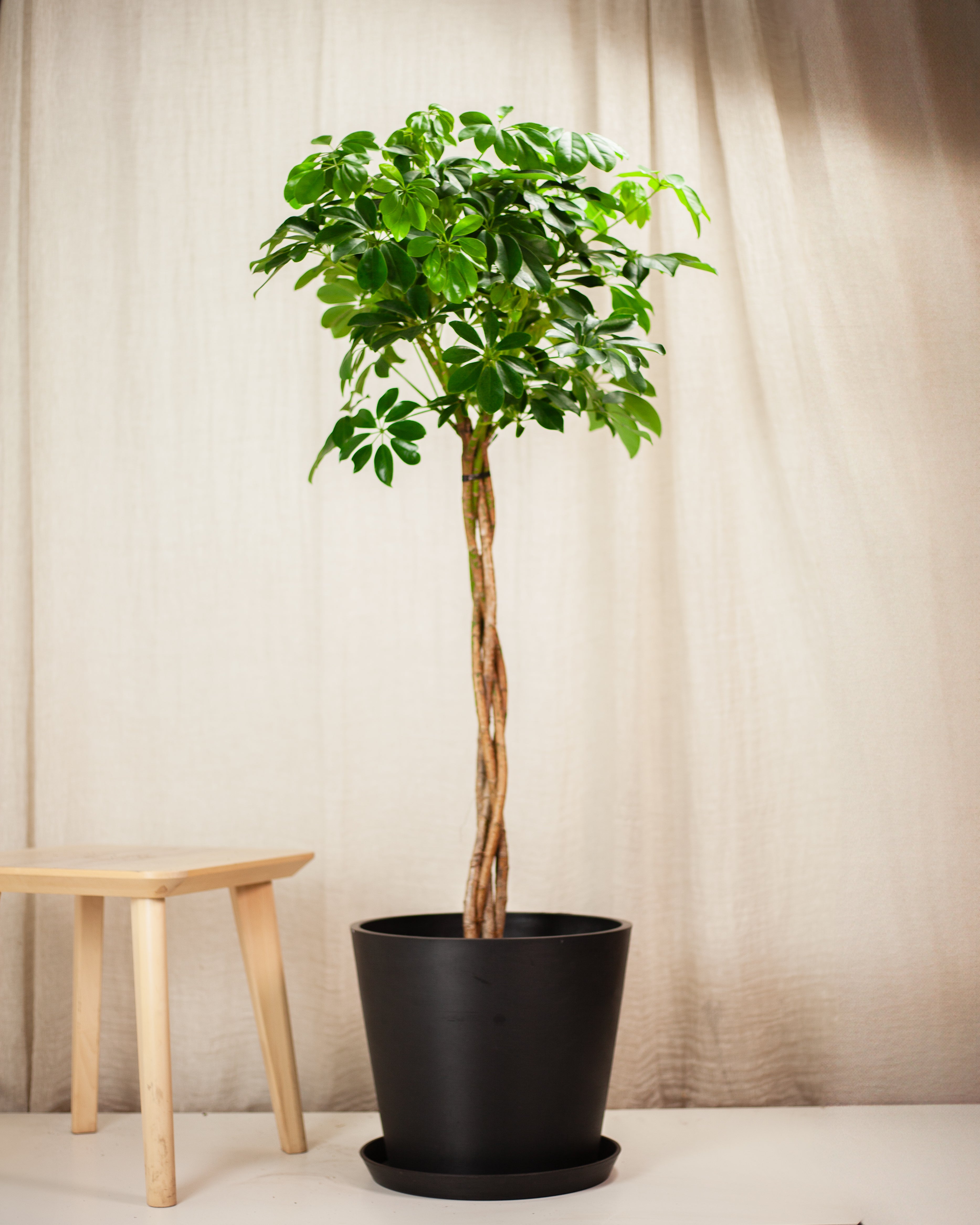 Schefflera arboricola w pokroju drzewa