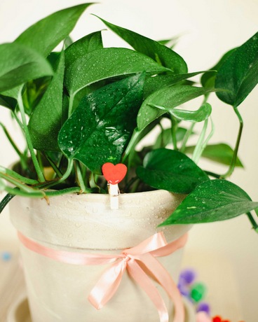 plant as a present