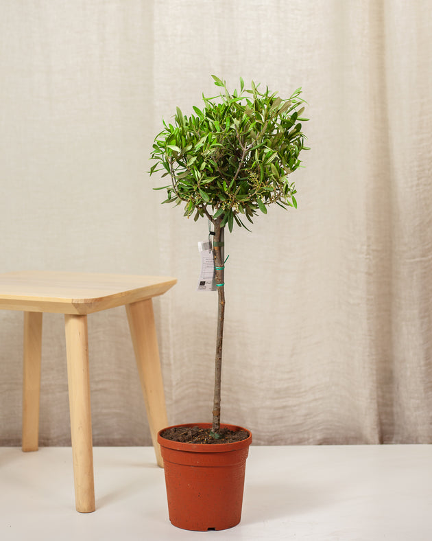 Olea europaea w donicy w jasnym wnętrzu